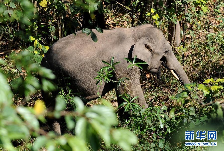 （新時(shí)代新氣象新作為·圖文互動(dòng)）（2）“共同守護(hù)人類(lèi)家園”——中老邊境“綠色生態(tài)屏障”悄然崛起 