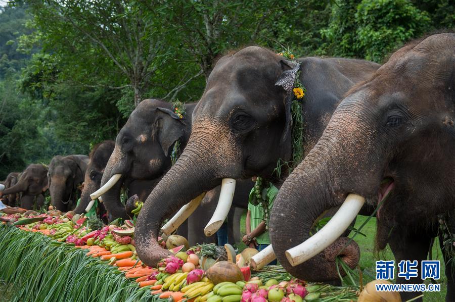 （新時(shí)代新氣象新作為·圖文互動(dòng)）（3）“共同守護(hù)人類(lèi)家園”——中老邊境“綠色生態(tài)屏障”悄然崛起 