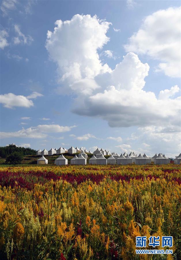 （美麗中國(guó)）（3）云南羅平：七彩花田美如畫(huà)