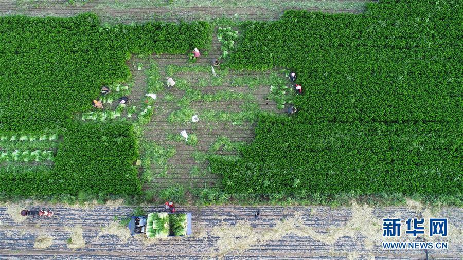 (砥礪奮進(jìn)六十載·塞上寧夏譜新篇·圖文互動)(1)喜看鄉(xiāng)村新畫卷——寧夏奮進(jìn)60年巡禮之鄉(xiāng)村變遷篇